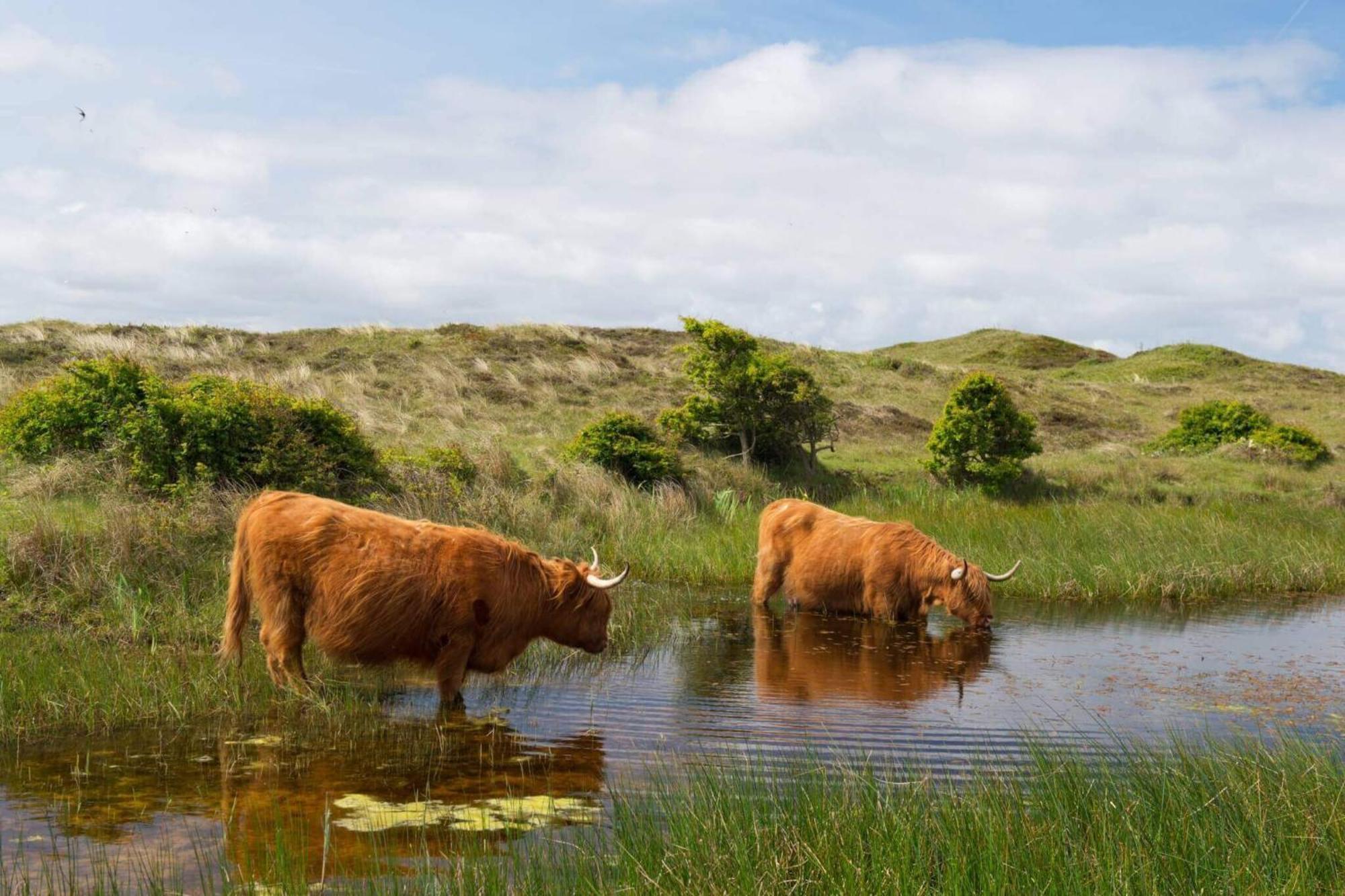 德科赫Bnb Westerduinen, De Bollekamer住宿加早餐旅馆 外观 照片